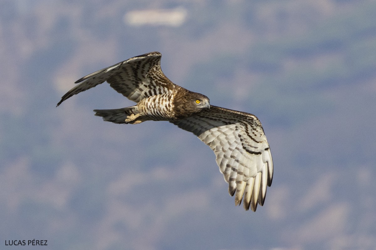 Sugezale eurasiarra - ML646798149