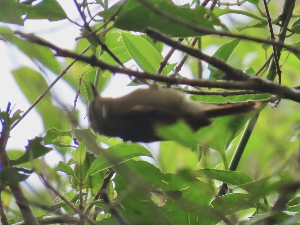 Northern Plain-Xenops - ML646798150