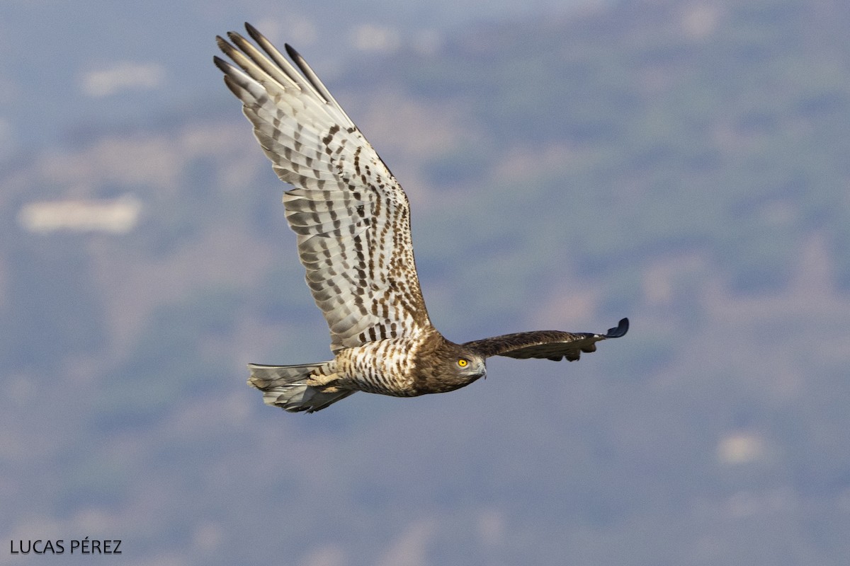 Sugezale eurasiarra - ML646798151