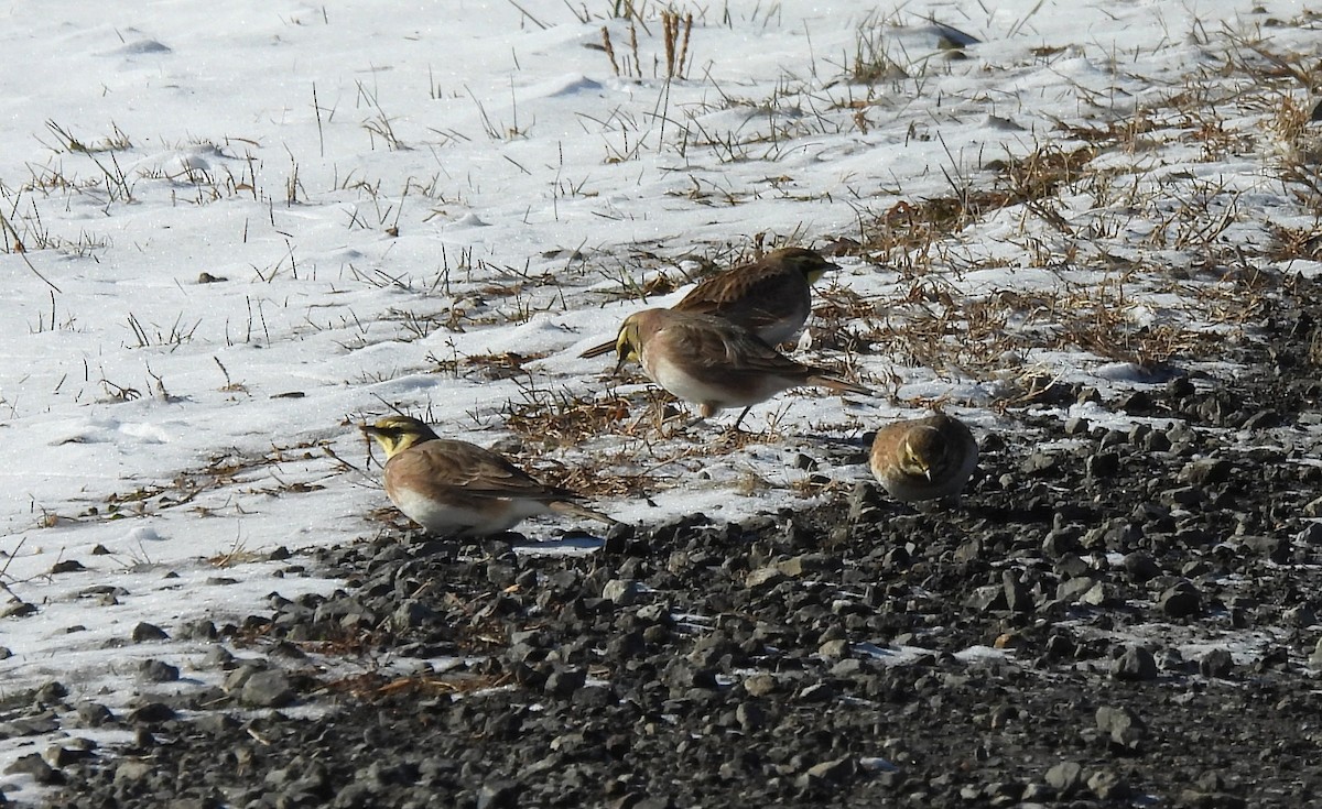 fjellerke - ML646798152