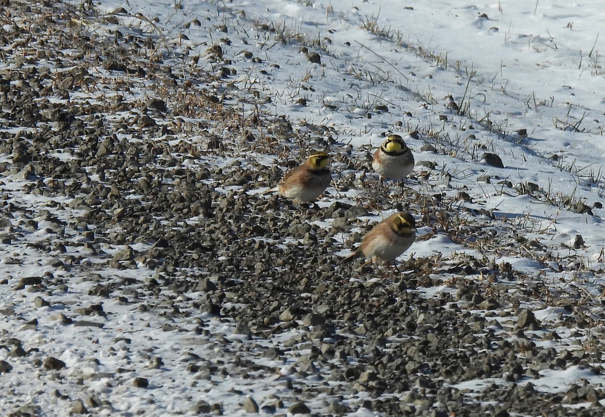 fjellerke - ML646798153