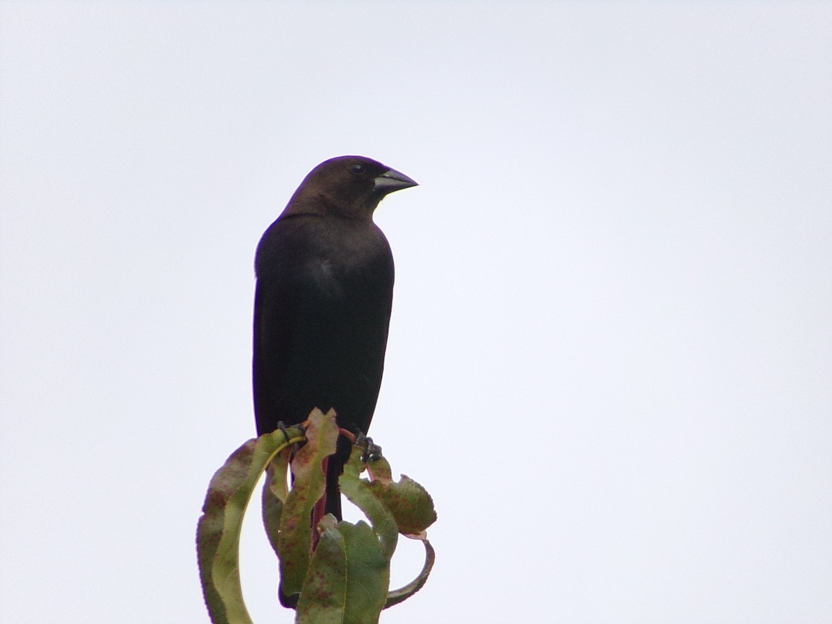 brunhodetrupial - ML646798158