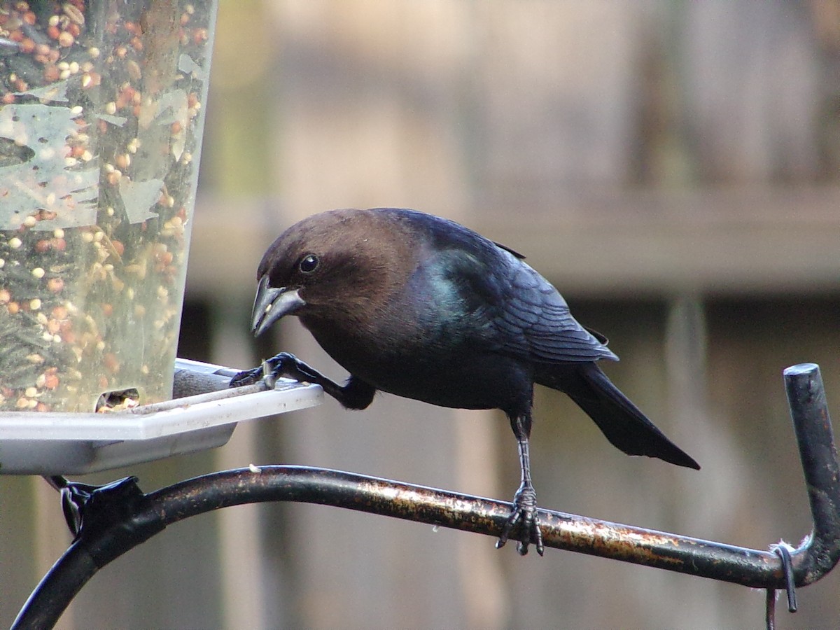 brunhodetrupial - ML646798159