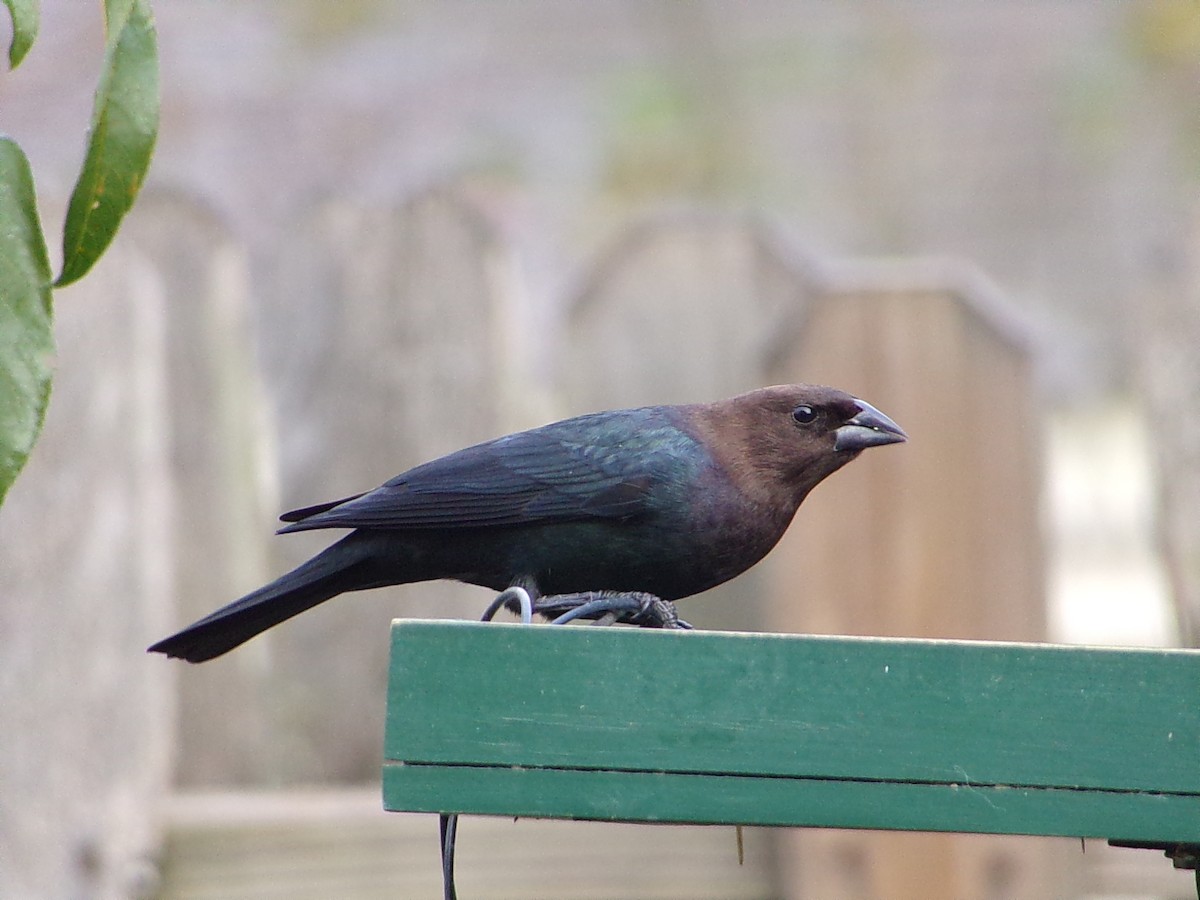 brunhodetrupial - ML646798160