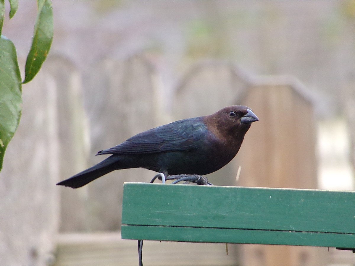 brunhodetrupial - ML646798161