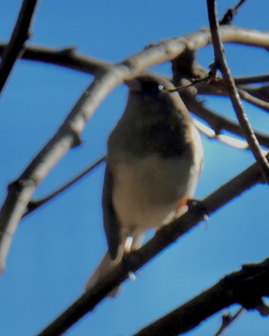 Dark-eyed Junco - ML646798163