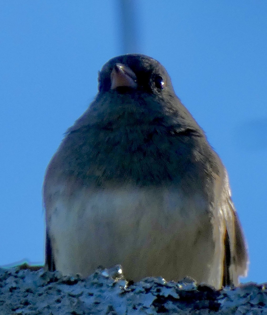 Dark-eyed Junco - ML646798164