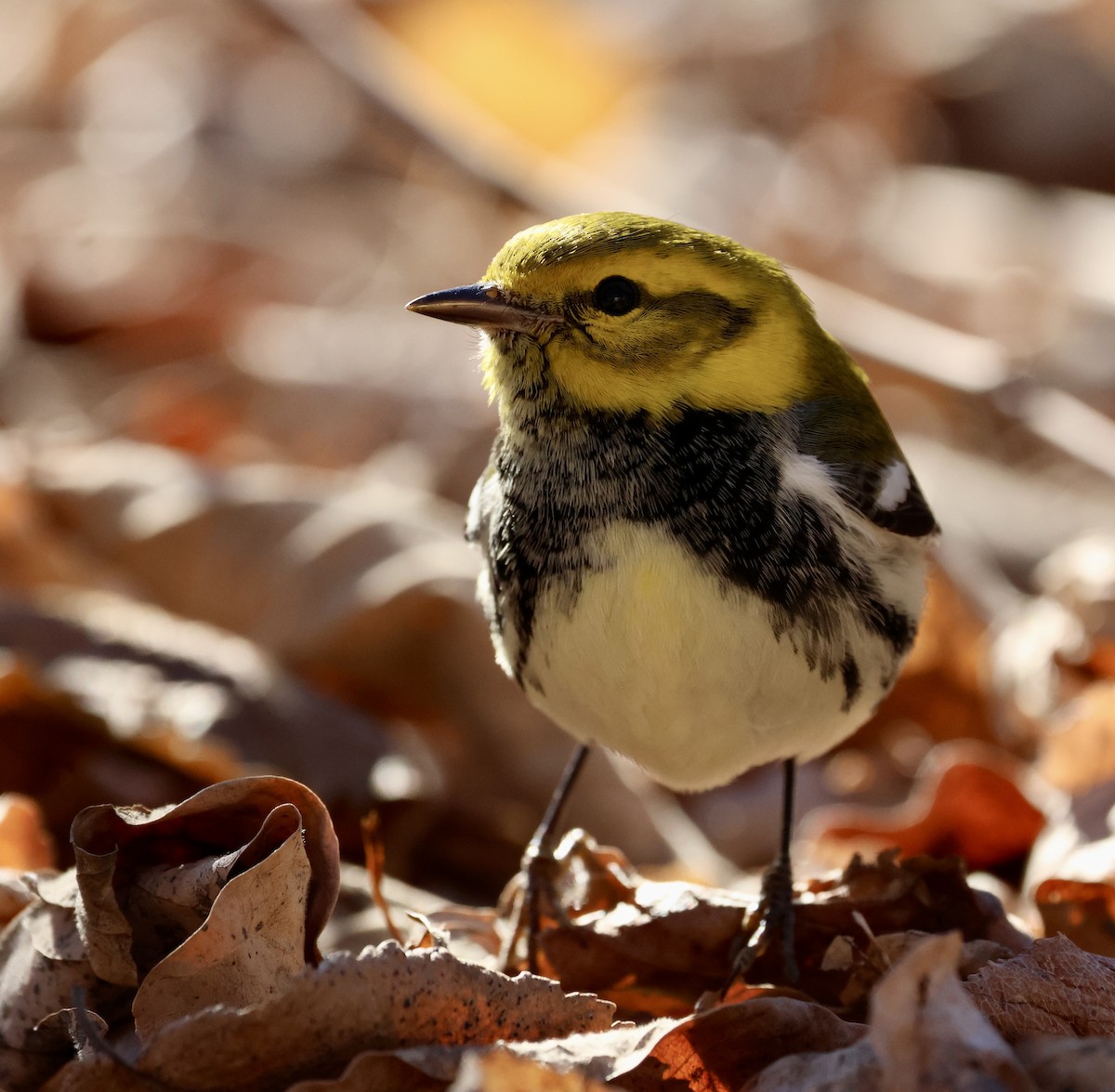 Black-throated Green Warbler - ML646798165
