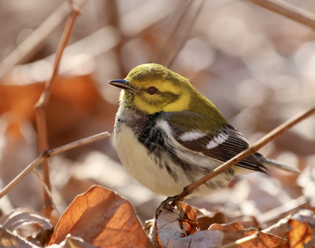 Black-throated Green Warbler - ML646798166