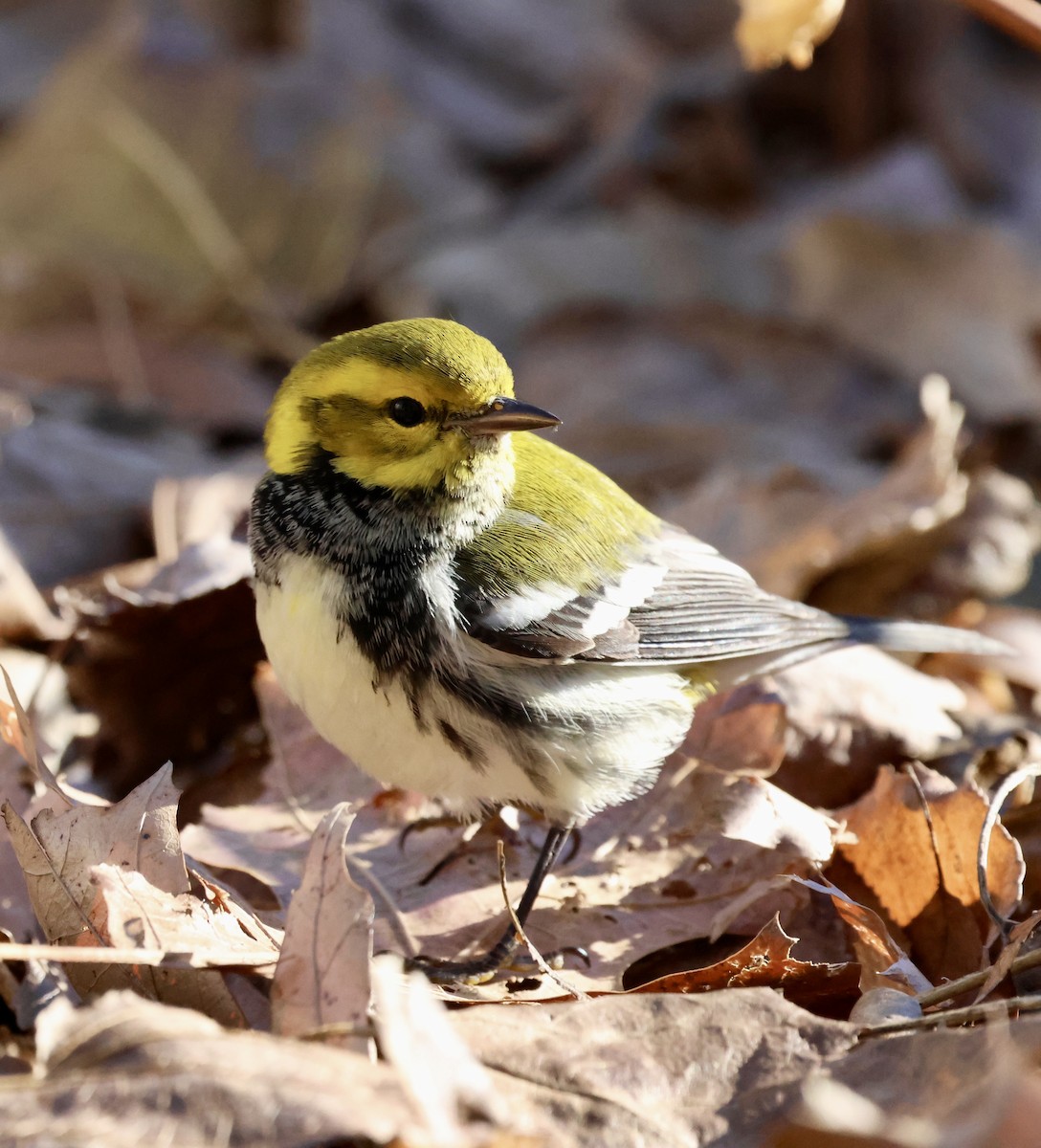Black-throated Green Warbler - ML646798167
