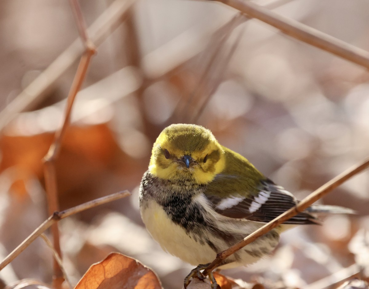 Black-throated Green Warbler - ML646798168