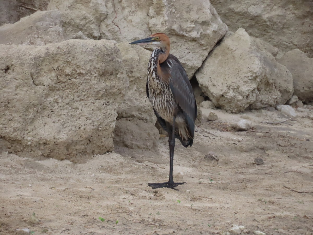 Цапля-голиаф - ML646798171