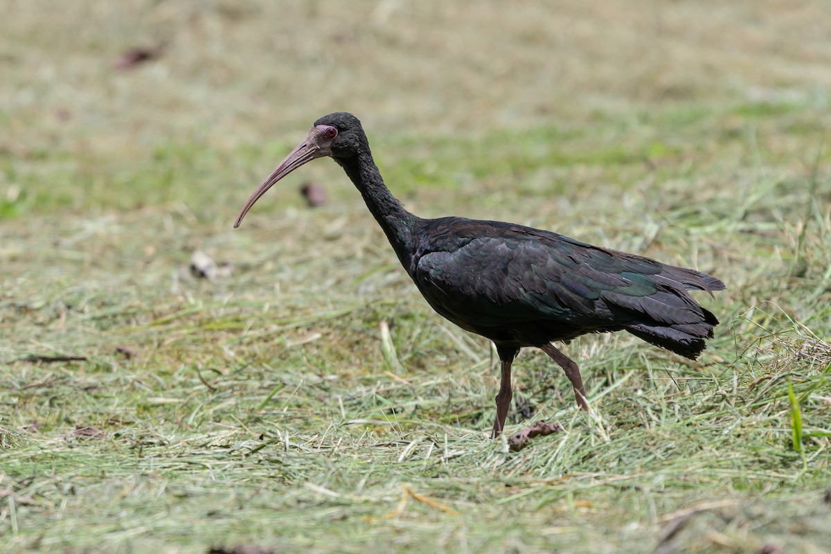 Nacktzügelibis - ML646798172