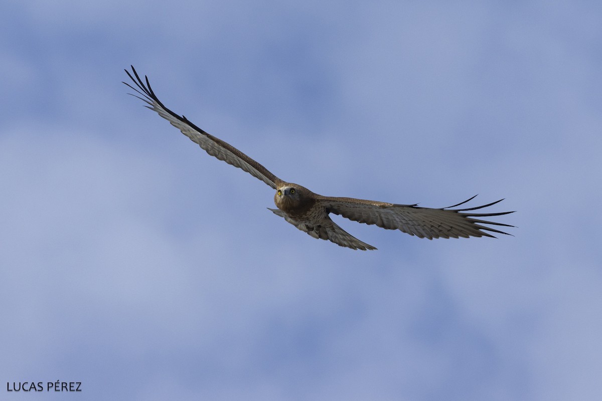 Sugezale eurasiarra - ML646798173