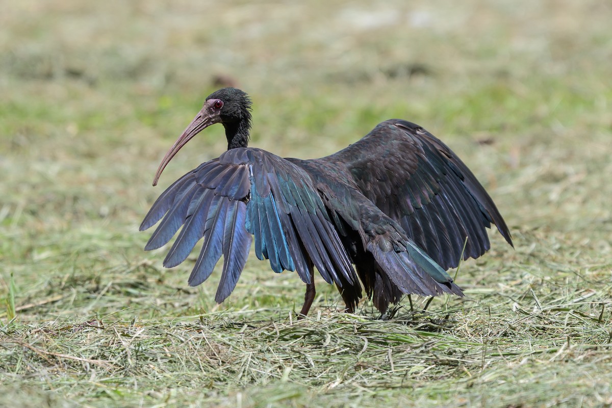 Nacktzügelibis - ML646798174