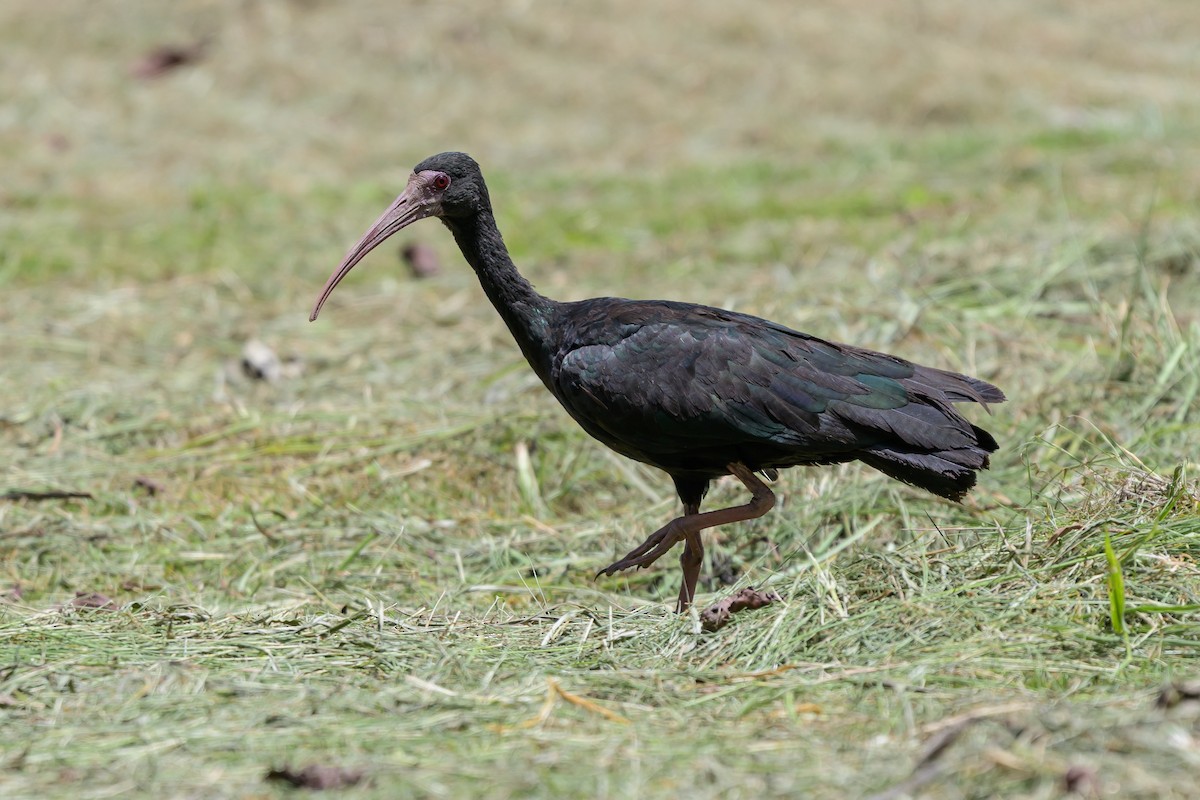 Nacktzügelibis - ML646798175