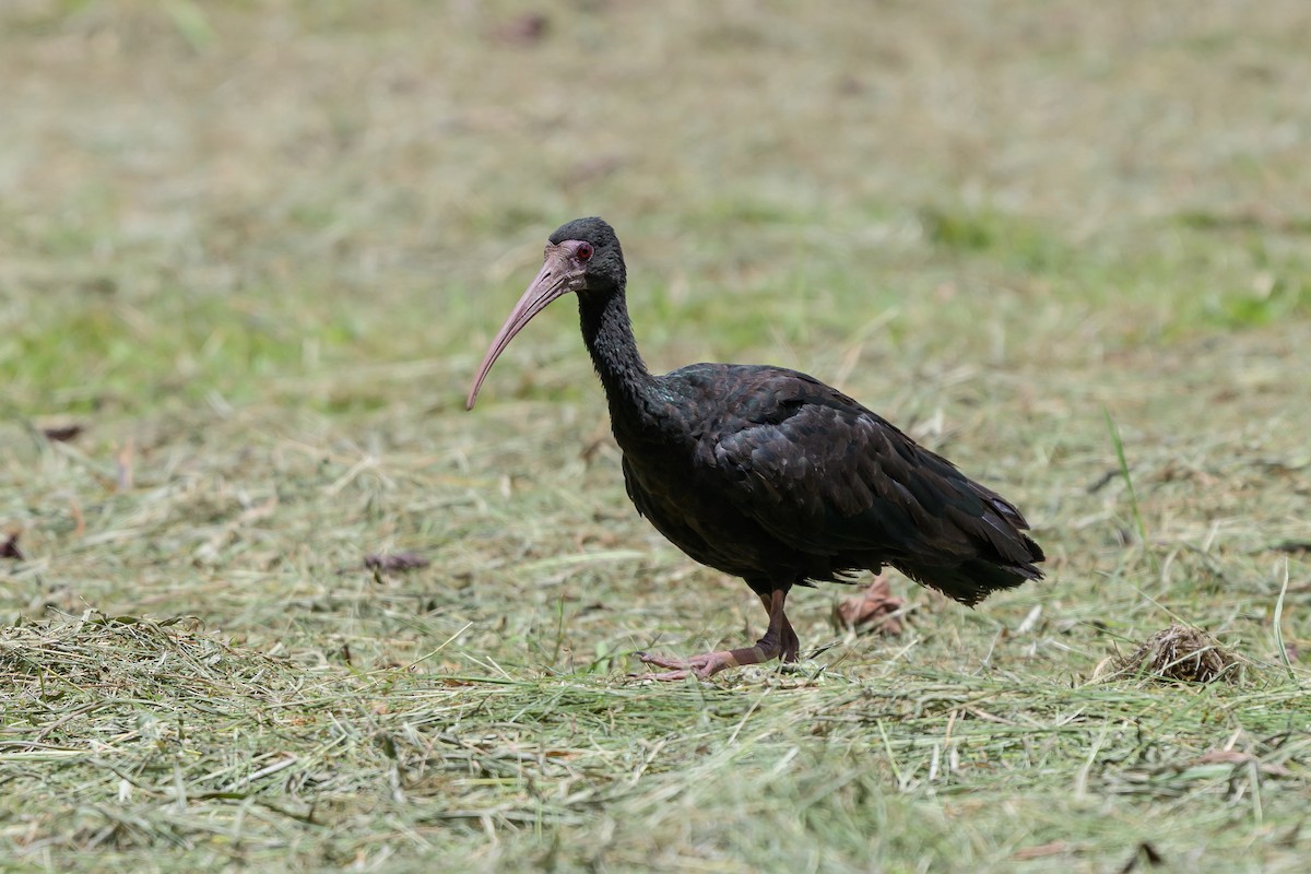 Nacktzügelibis - ML646798176