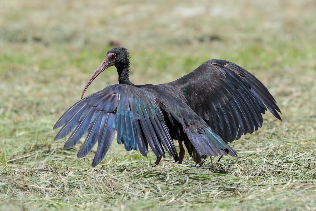 Nacktzügelibis - ML646798179