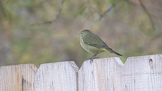 Orange-crowned Warbler - ML646798182