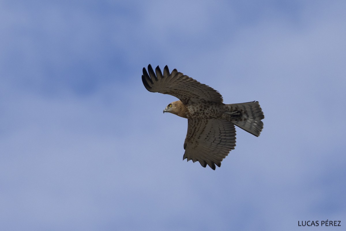 Змееяд - ML646798183