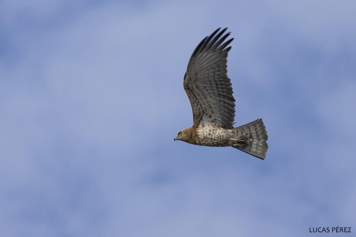 Змееяд - ML646798184