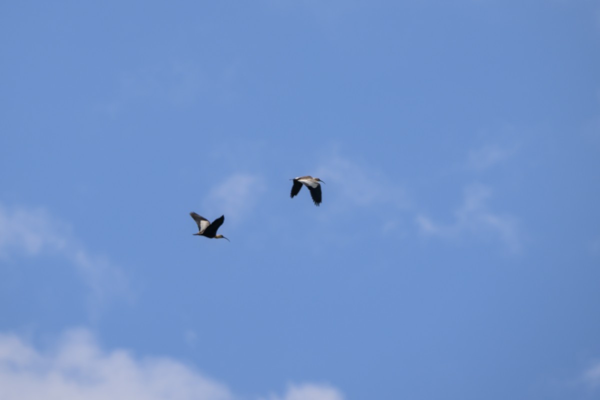 ibis bělokřídlý - ML646798191