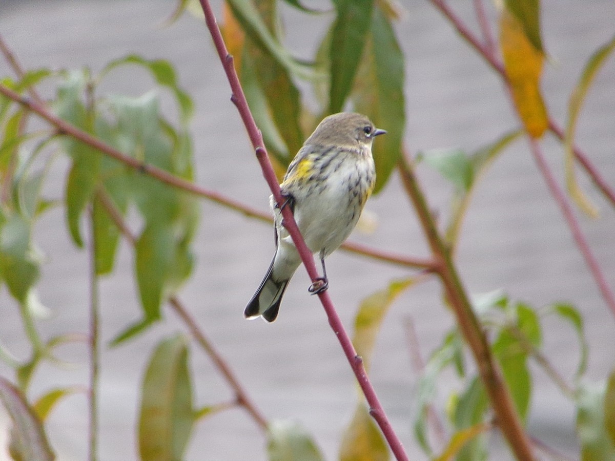 Миртовый певун (coronata) - ML646798194