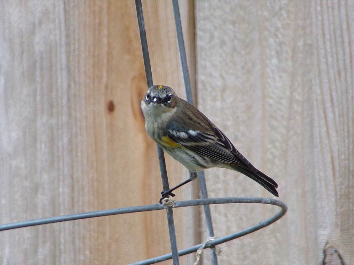 Миртовый певун (coronata) - ML646798195