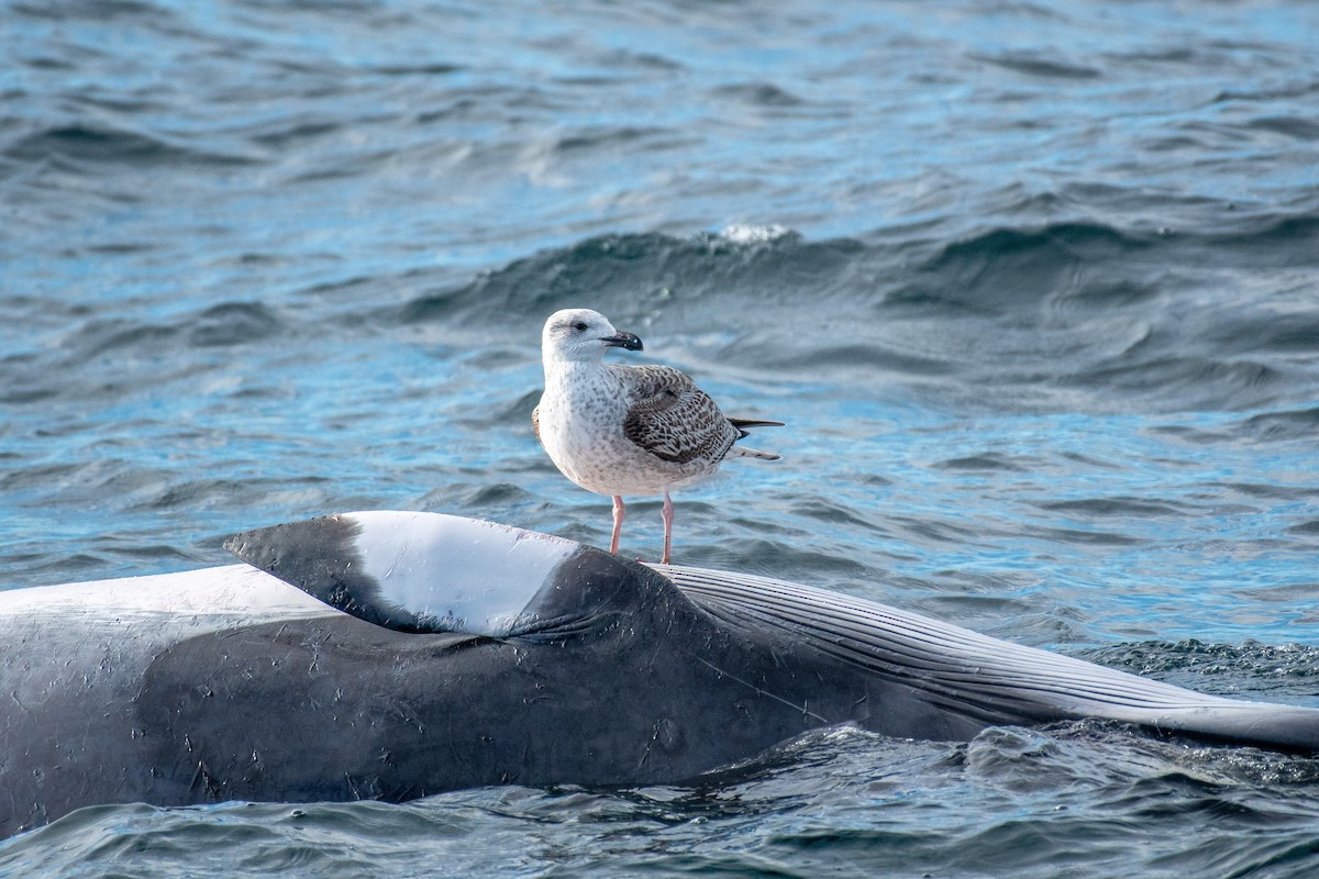 Морская чайка - ML646798197