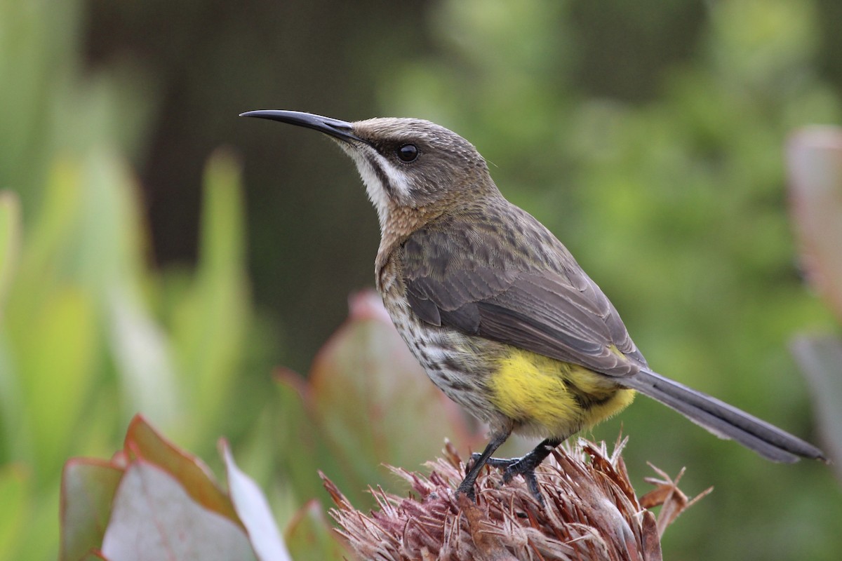 Капская сахарная птица - ML646798205