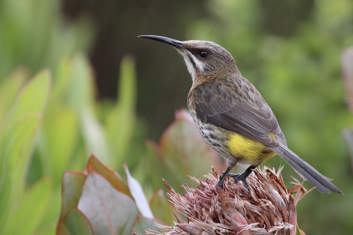 Капская сахарная птица - ML646798206