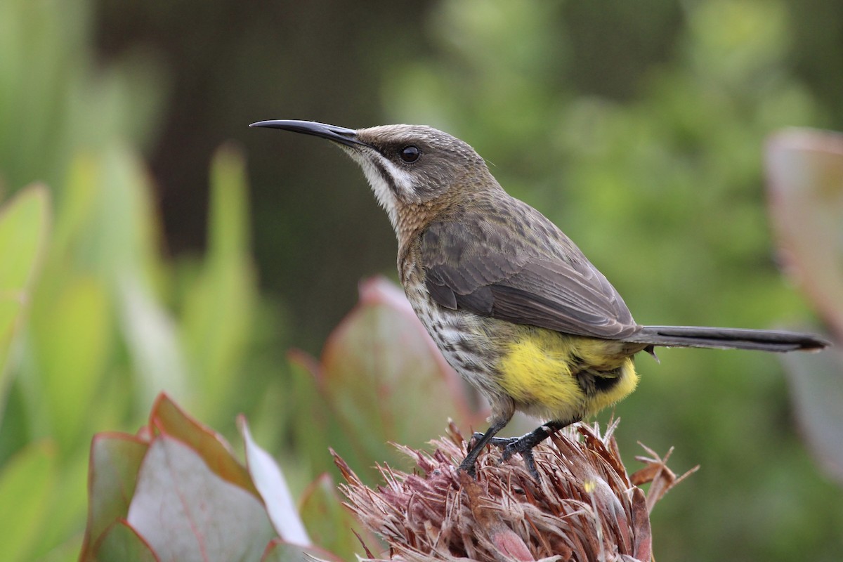 Капская сахарная птица - ML646798207