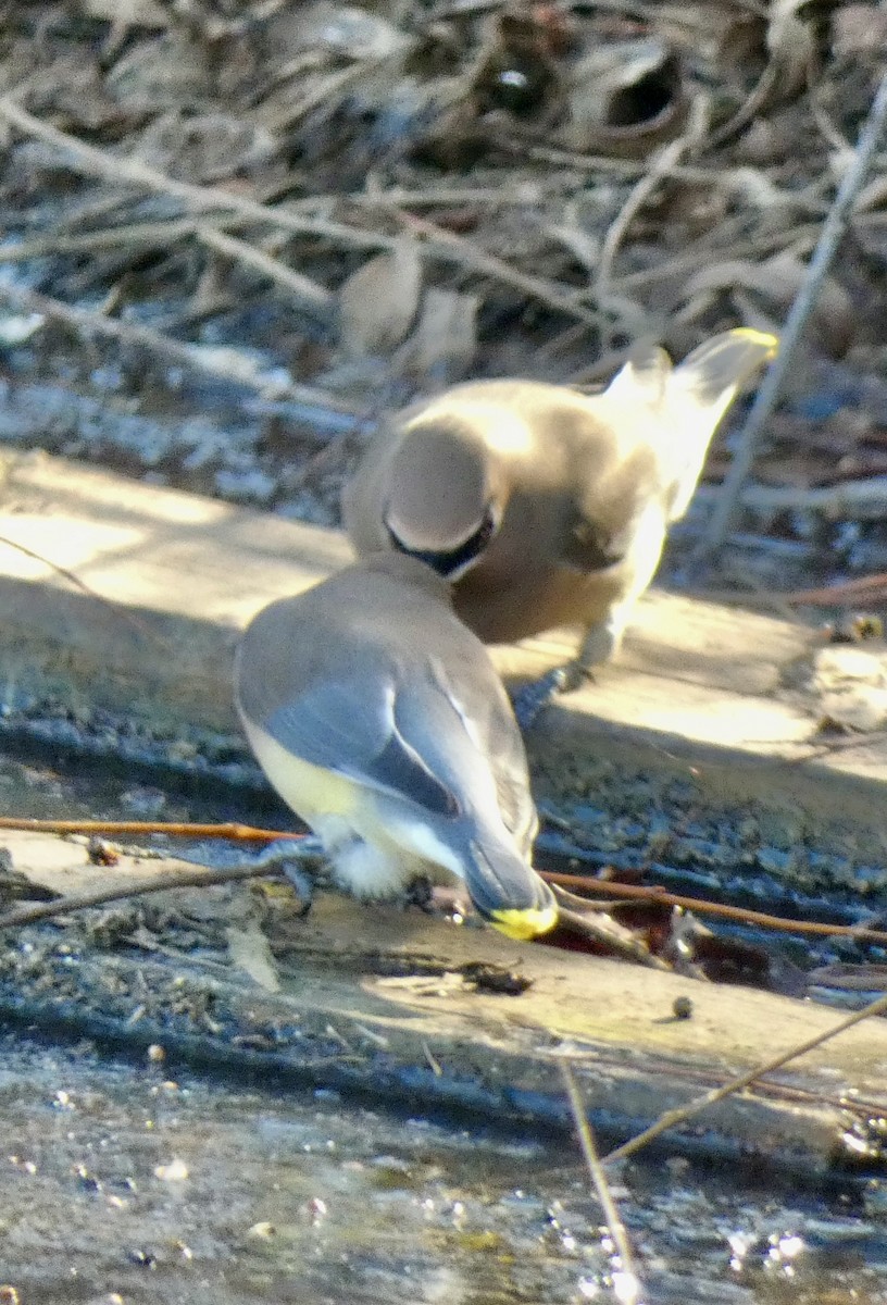 Кедровый свиристель - ML646798208