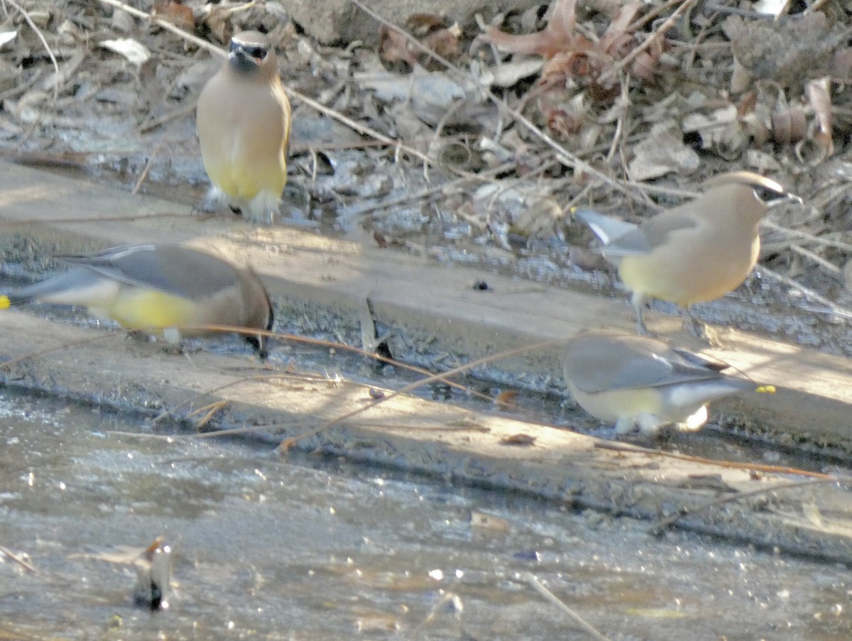 Кедровый свиристель - ML646798209