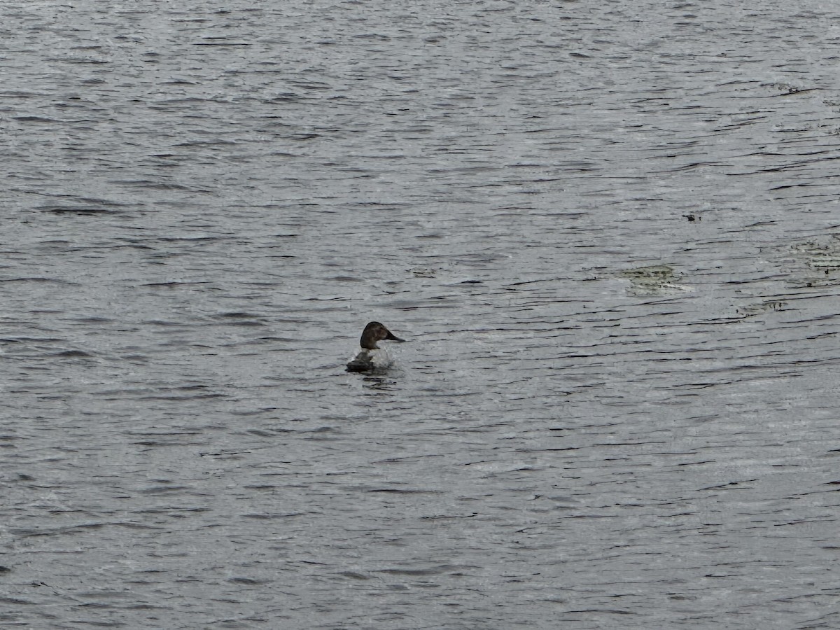 Парусиновый нырок - ML646798211