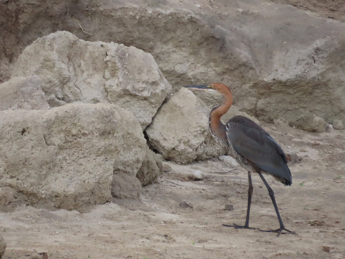 Цапля-голиаф - ML646798212