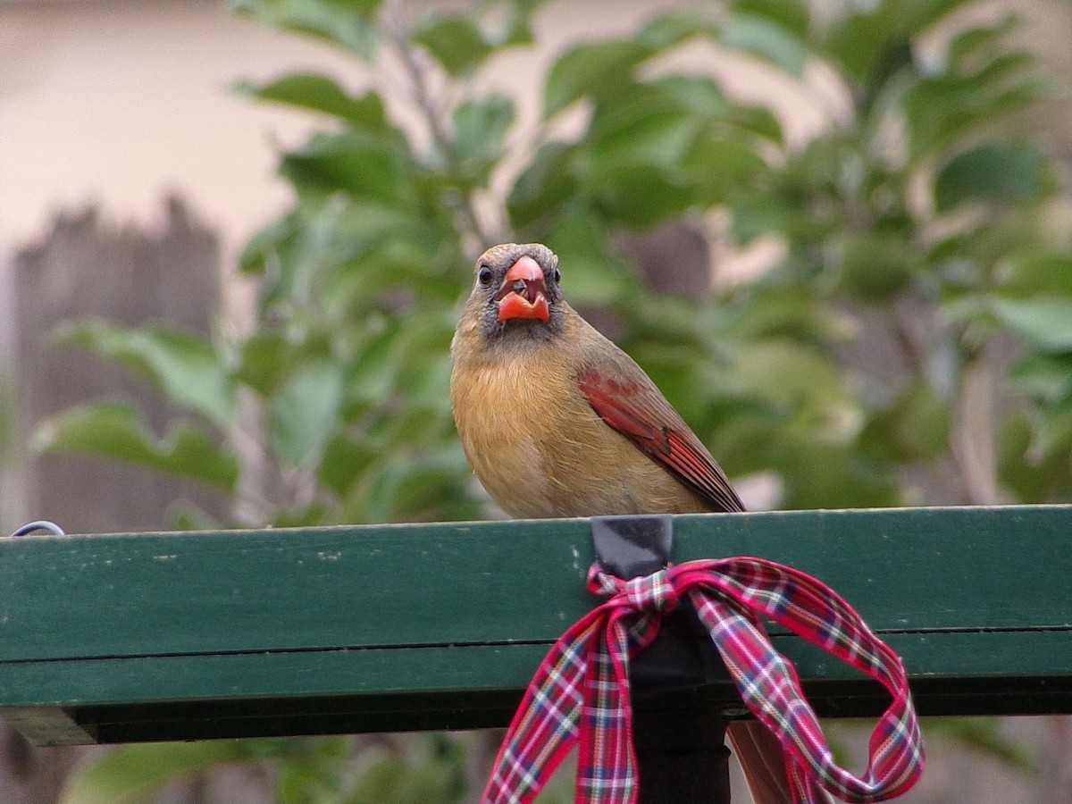 Красный кардинал - ML646798213