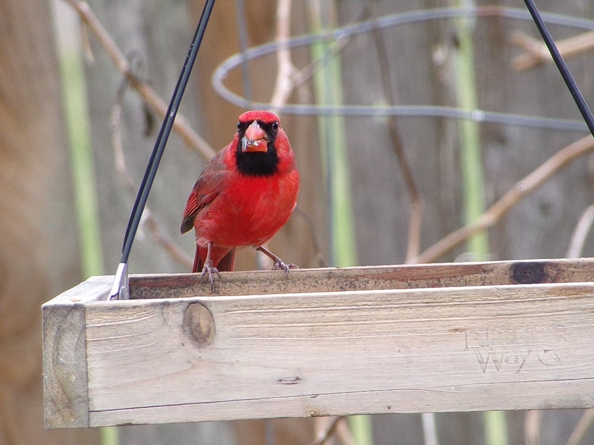 Красный кардинал - ML646798214