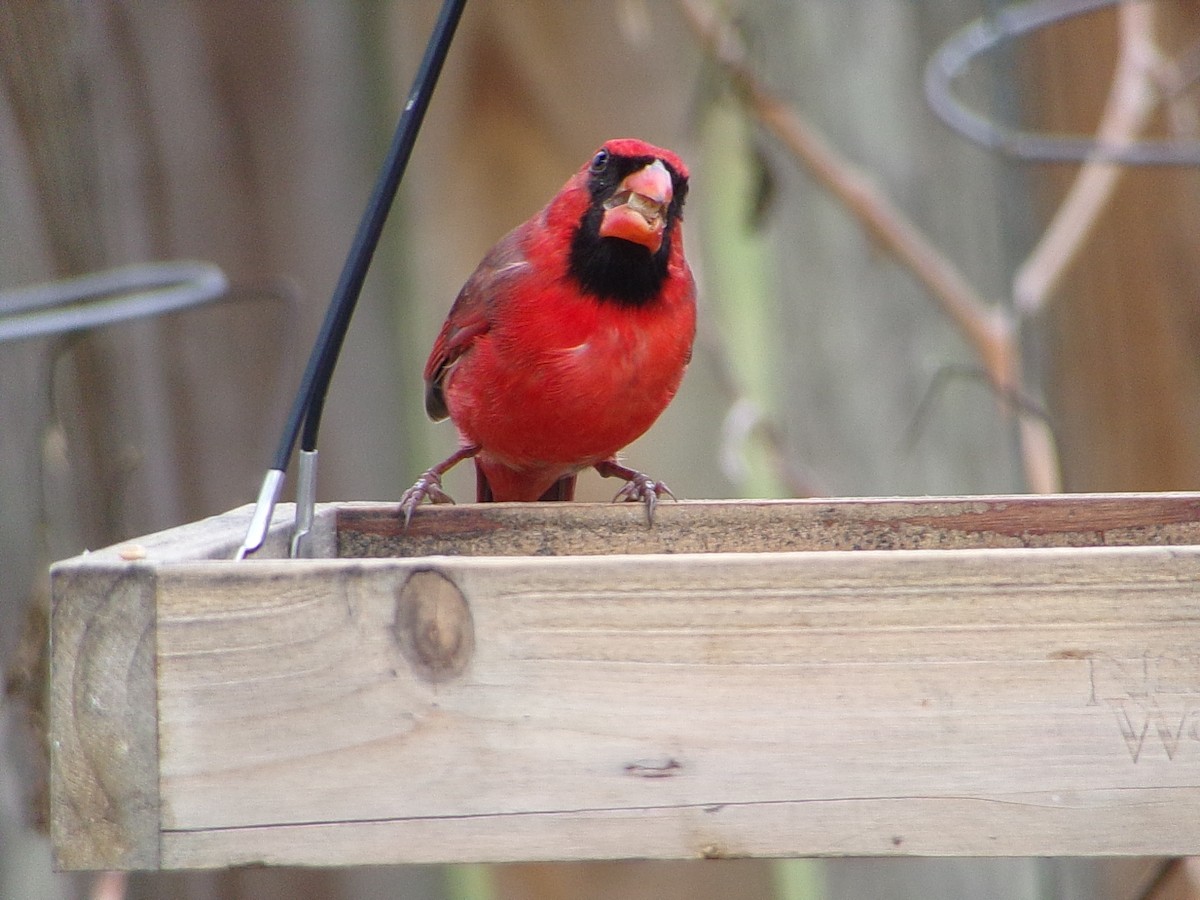 Красный кардинал - ML646798215