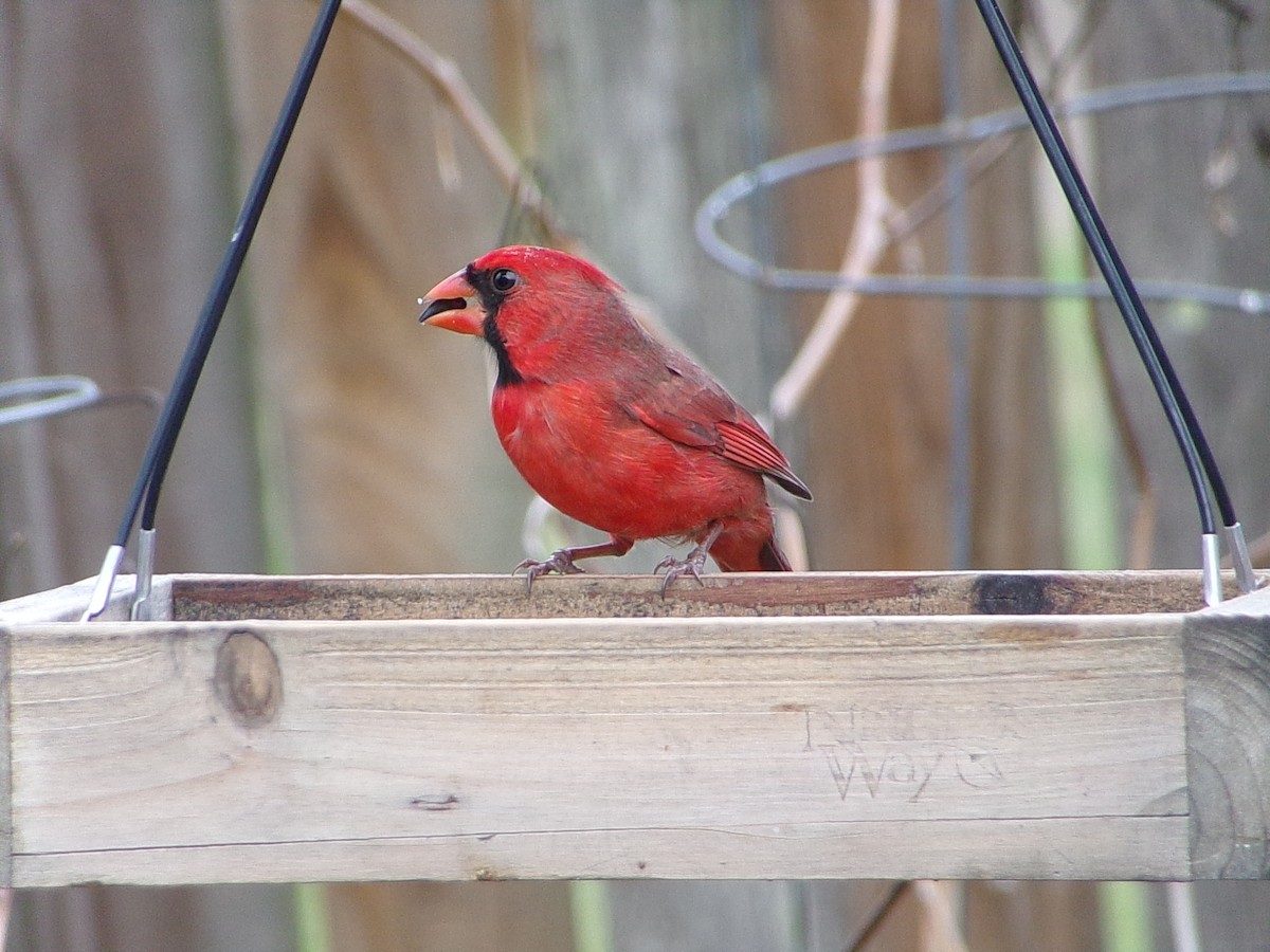 Красный кардинал - ML646798216