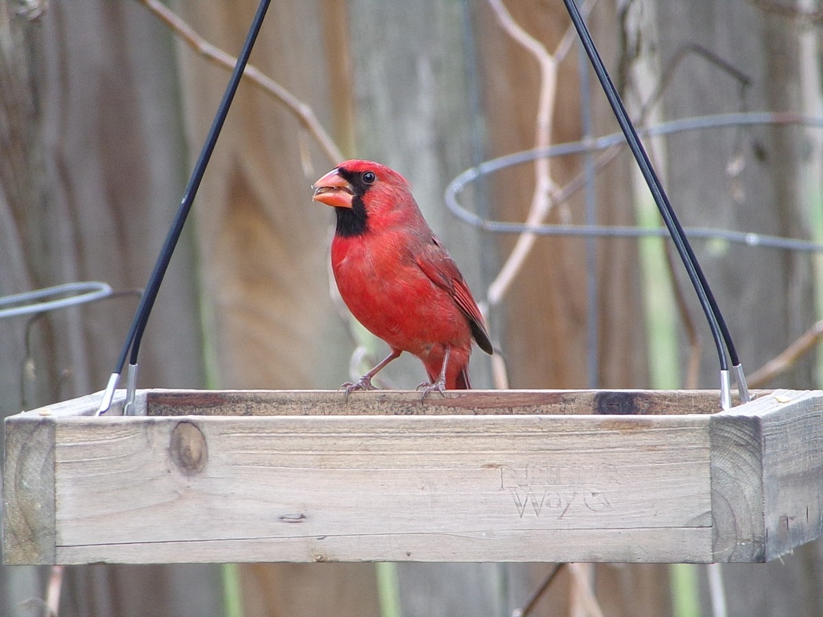 Красный кардинал - ML646798217