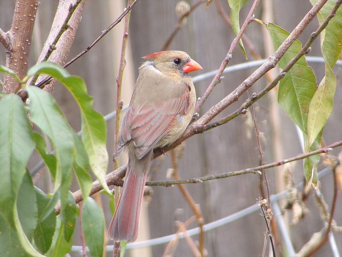 Красный кардинал - ML646798218