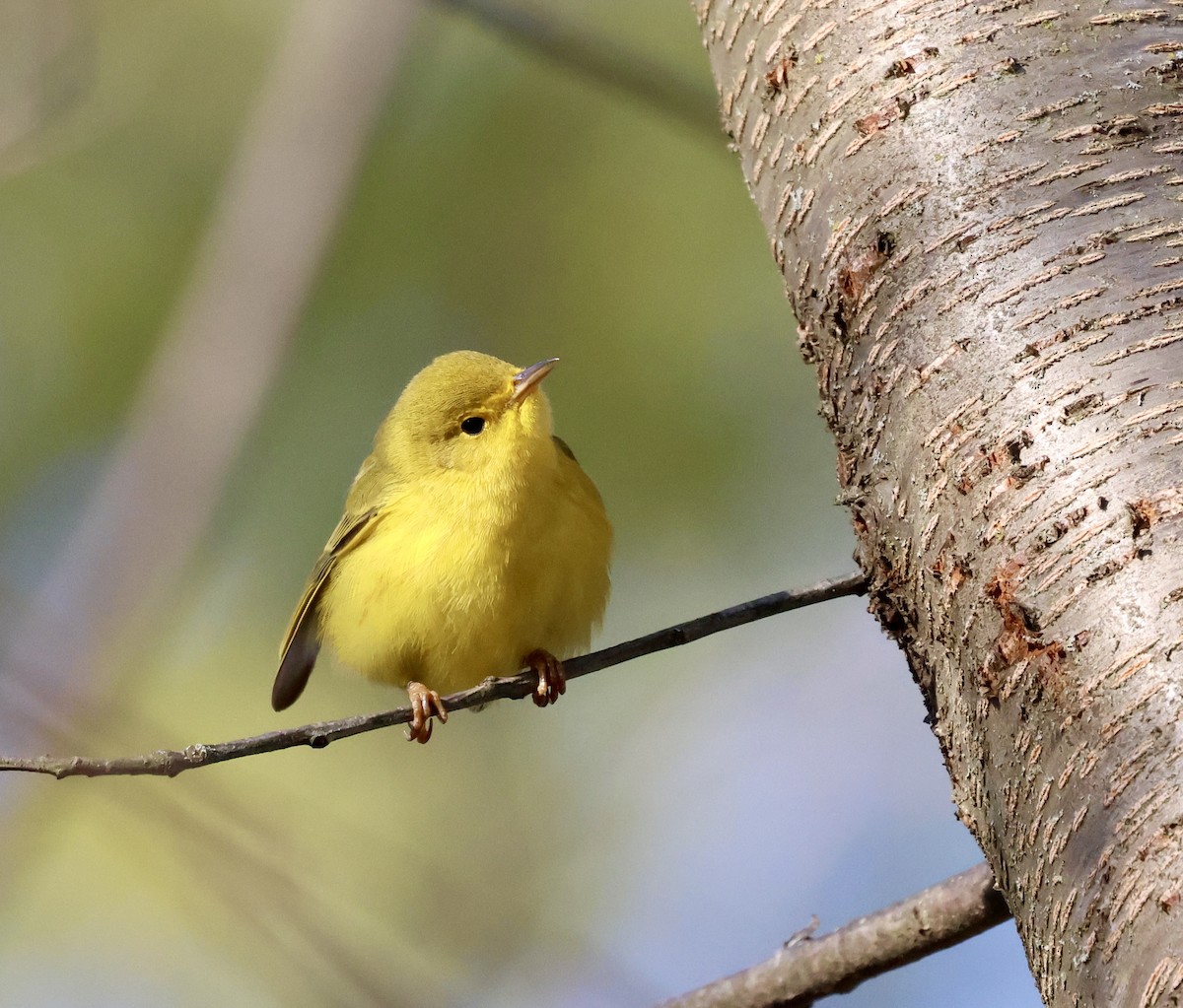Northern Yellow Warbler - ML646798219