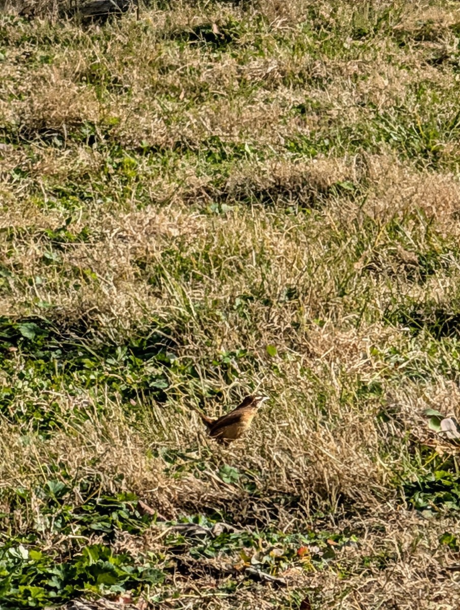 Каролинский крапивник - ML646798220