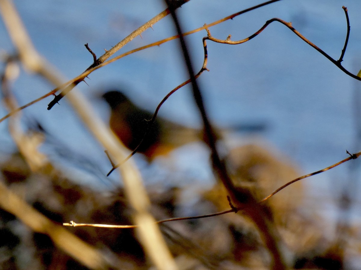 Странствующий дрозд - ML646798222