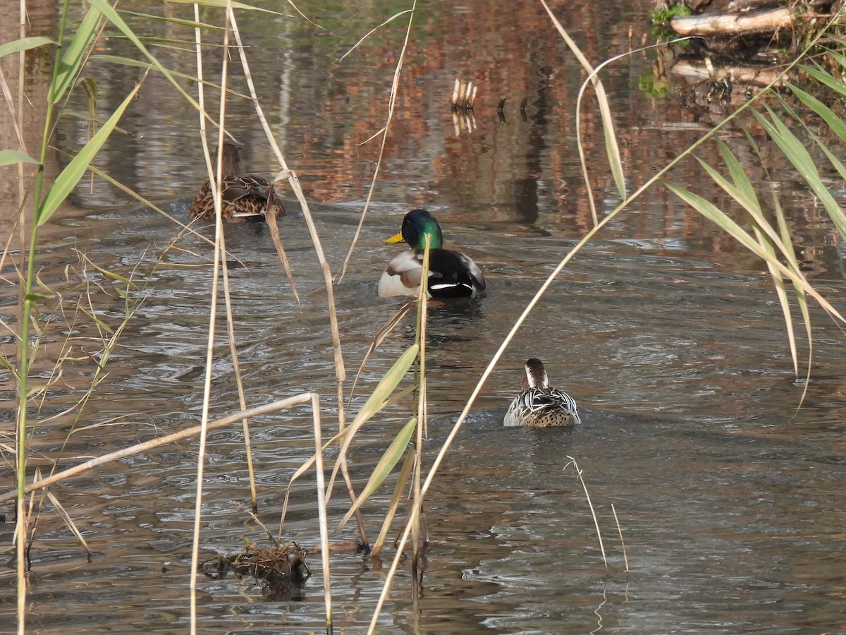 Чирок-трескунок - ML646798223