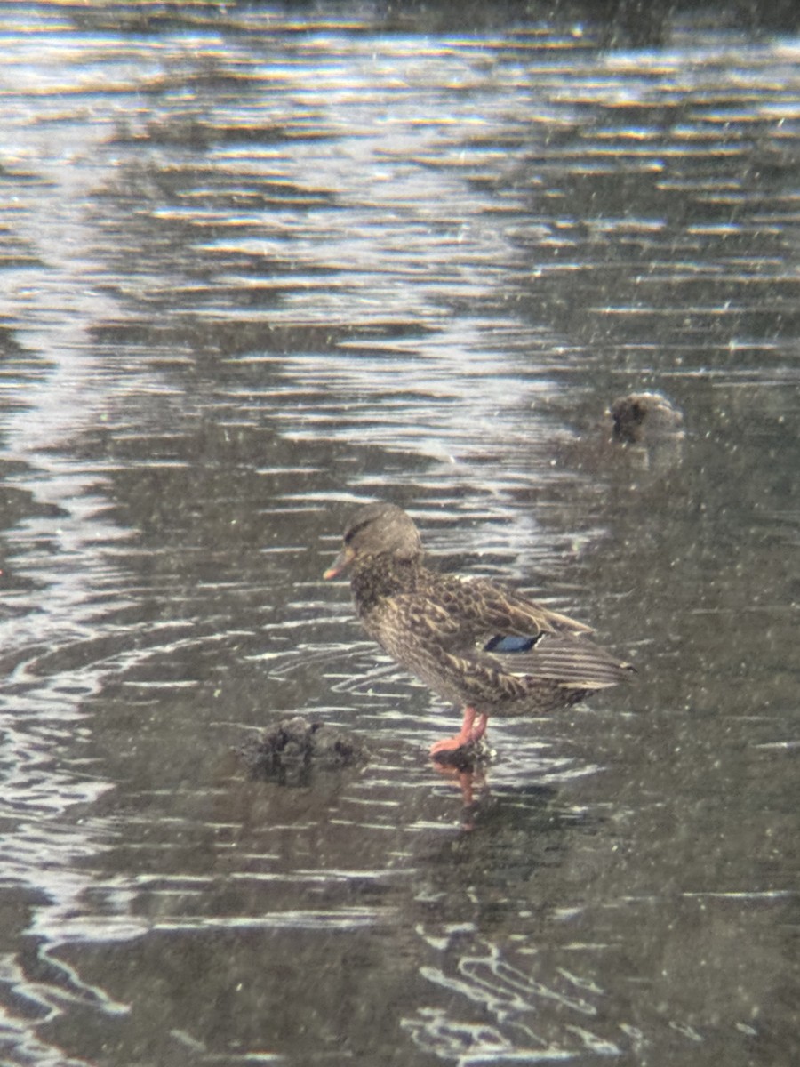 Кряква x Американская кряква (гибрид) - ML646798224