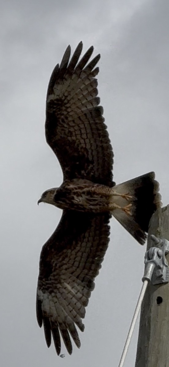Коршун-слизнеед - ML646798225