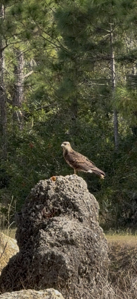 Коршун-слизнеед - ML646798226