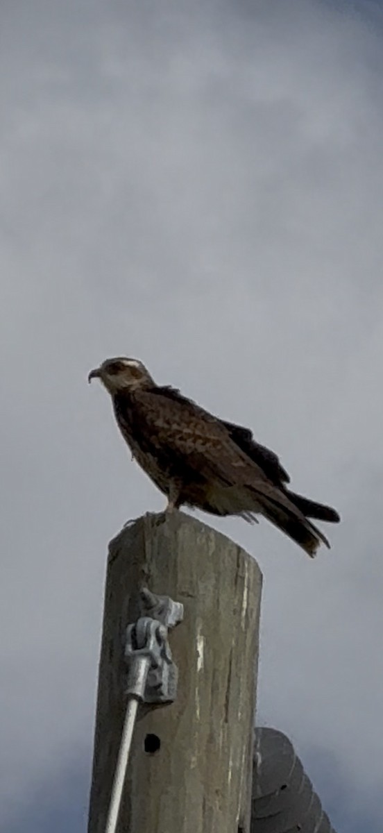 Коршун-слизнеед - ML646798227